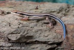Fünfstreifenskink, Trachylepis Quinquetaeniata 14 Fünfstreifenskink, Trachylepis Quinquetaeniata -Zoohandlung Fuenfstreifenskink Trachylepis quinquetaeniata 4 neu jpg
