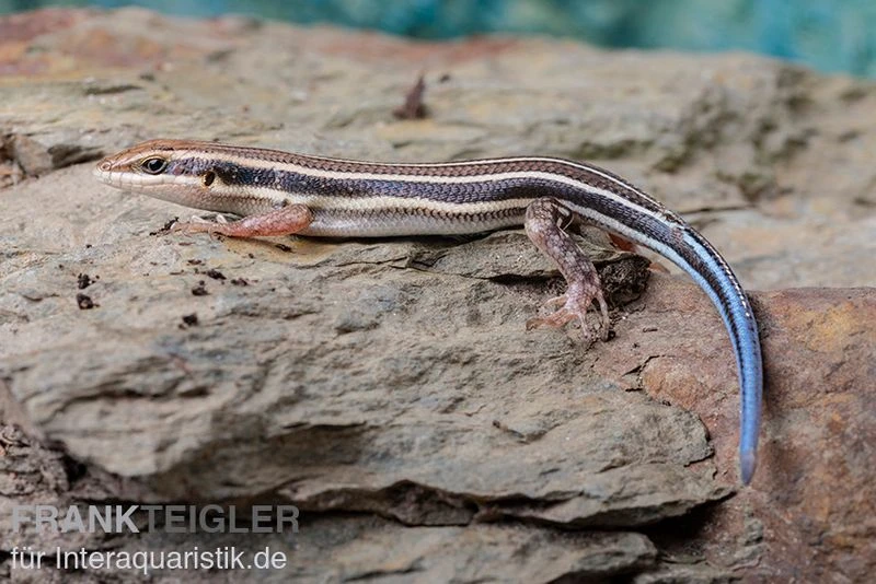 Fünfstreifenskink, Trachylepis Quinquetaeniata 7 Fünfstreifenskink, Trachylepis Quinquetaeniata – Bild 5