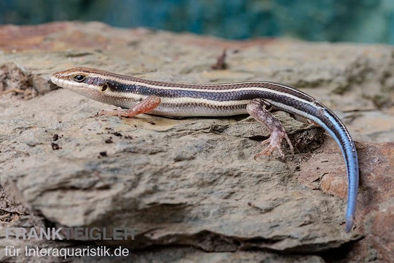 Fünfstreifenskink, Trachylepis Quinquetaeniata 8 Fünfstreifenskink, Trachylepis Quinquetaeniata – Bild 6
