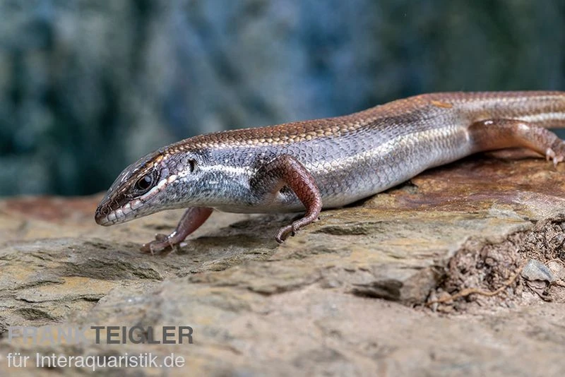 Fünfstreifenskink, Trachylepis Quinquetaeniata 9 Fünfstreifenskink, Trachylepis Quinquetaeniata – Bild 7