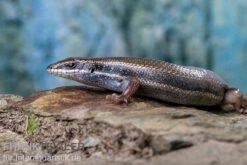 Fünfstreifenskink, Trachylepis Quinquetaeniata 18 Fünfstreifenskink, Trachylepis Quinquetaeniata -Zoohandlung Funfstreifenskink Trachylepis quinquetaeniata 2 2