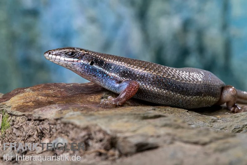 Fünfstreifenskink, Trachylepis Quinquetaeniata 11 Fünfstreifenskink, Trachylepis Quinquetaeniata – Bild 9