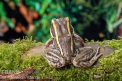 Galam Weißlippen-Frosch, Amnirana Galamensis -Zoohandlung Galam Weisslippen Frosch Amnirana galamensis 3