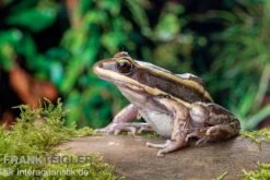Galam Weißlippen-Frosch, Amnirana Galamensis -Zoohandlung Galam Weisslippen Frosch Amnirana galamensis 4