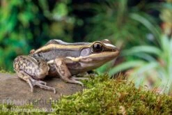 Galam Weißlippen-Frosch, Amnirana Galamensis -Zoohandlung Galam Weisslippen Frosch Amnirana galamensis 5