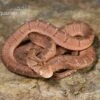 Gansi-Eierschlange, Dasypeltis Gansi -Zoohandlung Gansi Eierschlange Dasypeltis gansi neu 1