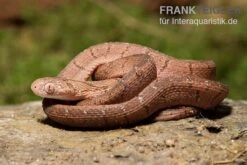 Gansi-Eierschlange, Dasypeltis Gansi -Zoohandlung Gansi Eierschlange Dasypeltis gansi neu 3