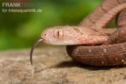 Gansi-Eierschlange, Dasypeltis Gansi -Zoohandlung Gansi Eierschlange Dasypeltis gansi neu 4