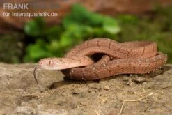 Gansi-Eierschlange, Dasypeltis Gansi -Zoohandlung Gansi Eierschlange Dasypeltis gansi neu 5