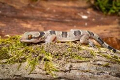 Gebänderter Blattzehengecko, Hemidactylus Fasciatus -Zoohandlung Gebaenderter Blattzehengecko Hemidactylus fasciatus 3