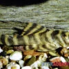 Gebänderter Zwergschilderwels, L038, Peckoltia Spec. 1 Gebänderter Zwergschilderwels, L038, Peckoltia Spec. -Zoohandlung Gebaenderter Zwergschilderwels L038 Peckoltia spec