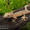 Streifengecko, Gekko Vittatus 2 Streifengecko, Gekko Vittatus -Zoohandlung Gekko vittatus RECFT02564