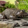 Gekrönter Ochsenfrosch, Hoplobatrachus Occipitalis -Zoohandlung Gekroenter Ochsenfrosch Hoplobatrachus occipitalis 1