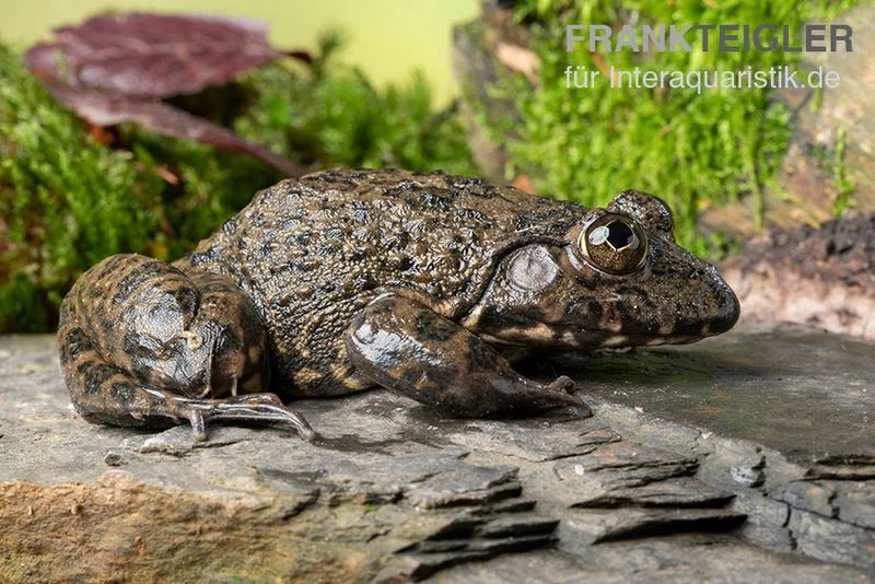 Gekrönter Ochsenfrosch, Hoplobatrachus Occipitalis 3 Gekrönter Ochsenfrosch, Hoplobatrachus Occipitalis