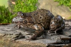 Gekrönter Ochsenfrosch, Hoplobatrachus Occipitalis 5 Gekrönter Ochsenfrosch, Hoplobatrachus Occipitalis -Zoohandlung Gekroenter Ochsenfrosch Hoplobatrachus occipitalis 2