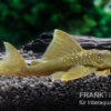Gelber Phantomwels, L 200, Hemiancistrus Subviridis -Zoohandlung Gelber Phantomwels L 200 Hemiancistrus subviridis 1