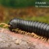 Gelbfüssiger Tausendfüßer, Microtrullius Uncinatus -Zoohandlung Gelbfuessiger Tausendfuesser Microtrullius uncinatus 1