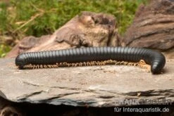 Gelbfüssiger Tausendfüßer, Microtrullius Uncinatus -Zoohandlung Gelbfuessiger Tausendfuesser Microtrullius uncinatus 3