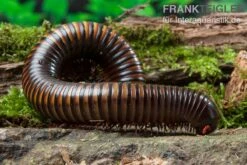 Gelbgebänderter Riesentausendfüßer, Pelmatojulus Ligulatus -Zoohandlung Gelbgebaenderter Riesentausendfuesser Pelmatojulus ligulatus 3