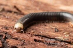 Gelbkopf Tausendfüßer, Spirobolus Sp. "Yellow Head" -Zoohandlung Gelbkopf Tausendfuesser Spirobolus sp Yellow Head 5