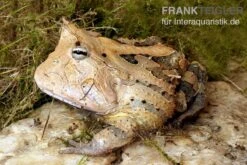 Gemalter Hornfrosch (red), Ceratophrys Cornuta 9 Gemalter Hornfrosch (red), Ceratophrys Cornuta -Zoohandlung Gemalter Hornfrosch Ceratophrys cornuta 1