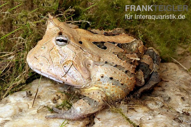 Gemalter Hornfrosch (red), Ceratophrys Cornuta 6 Gemalter Hornfrosch (red), Ceratophrys Cornuta – Bild 4