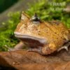 Gemalter Hornfrosch (red), Ceratophrys Cornuta -Zoohandlung Gemalter Hornfrosch Ceratophrys cornuta 1 1