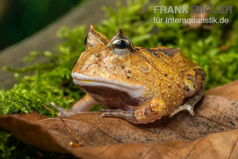 Gemalter Hornfrosch (red), Ceratophrys Cornuta 3 Gemalter Hornfrosch (red), Ceratophrys Cornuta