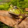 Gemalter Hornfrosch (grün), Ceratophrys Cornuta Green -Zoohandlung Gemalter Hornfrosch gruen Ceratophrys cornuta green 1