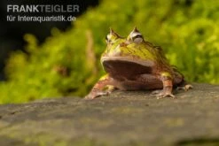 Gemalter Hornfrosch (grün), Ceratophrys Cornuta Green -Zoohandlung Gemalter Hornfrosch gruen Ceratophrys cornuta green 2