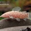 Gemalter Schwielenwels Albino, Hoplosternum Thoracatum 1 Gemalter Schwielenwels Albino, Hoplosternum Thoracatum -Zoohandlung Gemalter Schwielenwels Hoplosternum thoracatum albino