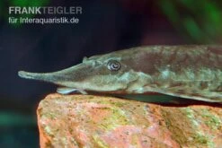 Gemeiner Bartwels, Sturisoma Barbatum -Zoohandlung Gemeiner Bartwels Sturisoma barbatum 1