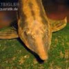 Gemeiner Bartwels, Sturisoma Barbatum -Zoohandlung Gemeiner Bartwels Sturisoma barbatum 2