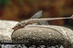 Gemeiner Bartwels, Sturisoma Barbatum -Zoohandlung Gemeiner Bartwels Sturisoma barbatum neu 2