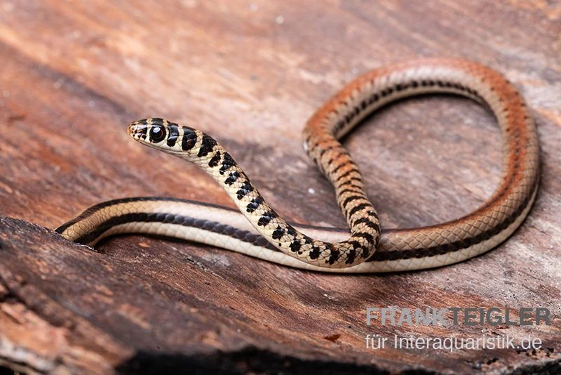 Gestreifte Sumpfschlange, Psammophis Praeornatus 3 Gestreifte Sumpfschlange, Psammophis Praeornatus