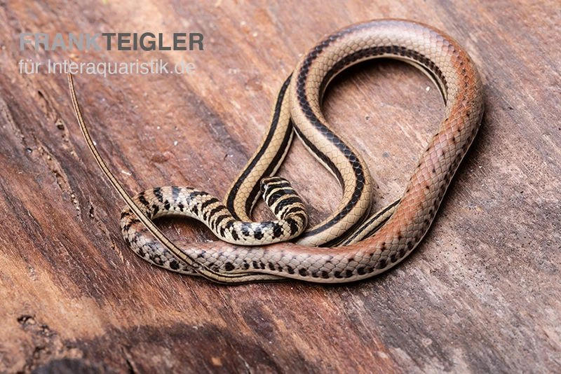 Gestreifte Sumpfschlange, Psammophis Praeornatus 4 Gestreifte Sumpfschlange, Psammophis Praeornatus – Bild 2