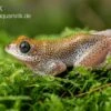 Getupfter Riedfrosch, Hyperolius Guttulatus -Zoohandlung Getupfter Riedfrosch Hyperolius guttulatus 2