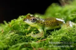 Getupfter Riedfrosch, Hyperolius Guttulatus -Zoohandlung Getupfter Riedfrosch Hyperolius guttulatus 3