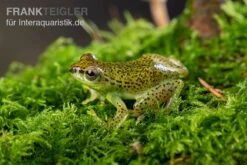 Getupfter Riedfrosch, Hyperolius Guttulatus -Zoohandlung Getupfter Riedfrosch Hyperolius guttulatus 4