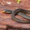 Gewöhnliche Strumpfbandnatter, Thamnophis Sirtalis 2 Gewöhnliche Strumpfbandnatter, Thamnophis Sirtalis -Zoohandlung Gewoehnliche Strumpfbandnatter Thamnophis sirtalis 1