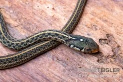 Gewöhnliche Strumpfbandnatter, Thamnophis Sirtalis -Zoohandlung Gewoehnliche Strumpfbandnatter Thamnophis sirtalis 3
