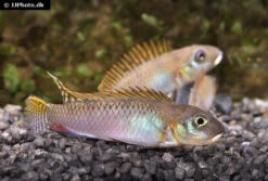 Zoohandlung -Zoohandlung Glaenzender Zwergbuntbarsch Nanochromis splendens 2
