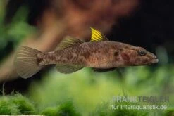 Towuti-Gelbflossengrundel, Glossogobius Flavipinnis -Zoohandlung Glossogobius flavipinnis 5