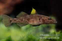 Towuti-Gelbflossengrundel, Glossogobius Flavipinnis -Zoohandlung Glossogobius flavipinnis 6