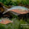 Gidomen-Regenbogenfisch, Glossolepis Spec. Gidomen, 5 Tiere -Zoohandlung Glossolepis Spec Gidomen village