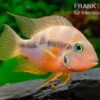 Goldbuntbarsch, Thorichthys Aureus 1 Goldbuntbarsch, Thorichthys Aureus -Zoohandlung Goldbuntbarsch Thorichthys aureus neu 1