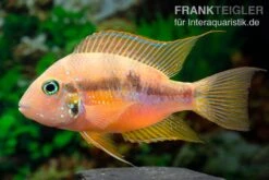 Goldbuntbarsch, Thorichthys Aureus 8 Goldbuntbarsch, Thorichthys Aureus -Zoohandlung Goldbuntbarsch Thorichthys aureus neu 3