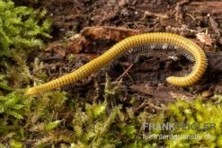 Golden-Cave-Tausendfüßer, Spiroboulus Sp. “Golden Cave” -Zoohandlung Golden Cave Tausendfuesser Spirobolus sp Golden Cave 3