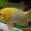Goldener Rotkopf-Schmetterlingsbuntbarsch, Mikrogeophagus Ramirezi, -Zoohandlung Goldener Rotkopf Schmetterlingsbuntbarsch Mikrogeophagus ramirezi paarweise 1