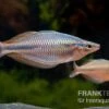Goldie-Fluss-Regenbogenfisch, Melanotaenia Goldiei, 5 Tiere 1 Goldie-Fluss-Regenbogenfisch, Melanotaenia Goldiei, 5 Tiere -Zoohandlung Goldi Fluss regenbogenfischMelanotaenia goldiei 18